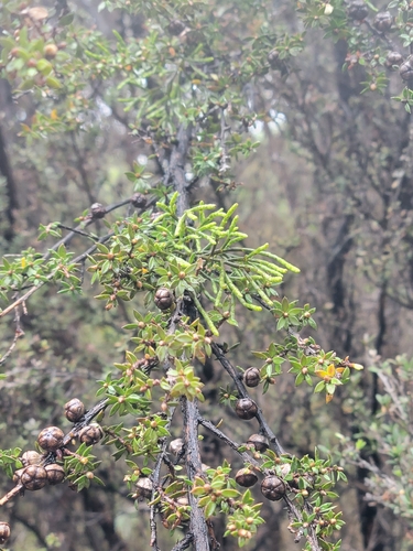 Korthalsella salicornioides observed 2026-10-15