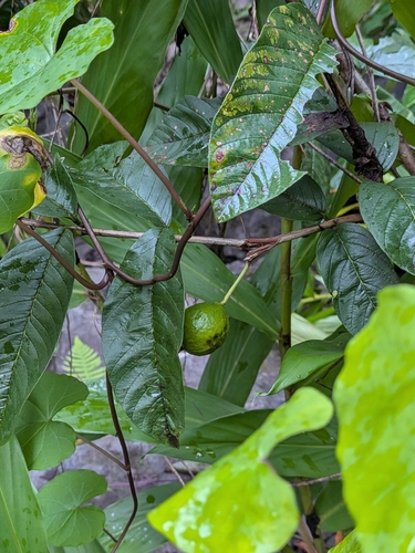Psidium guajava observed 2026-10-05