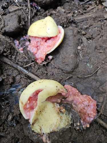 Psidium guajava observed 2026-10-14