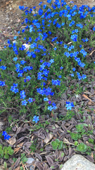 Glandora prostrata