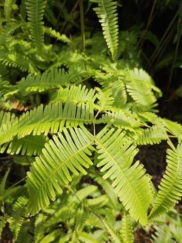 Dicranopteris linearis observed 2026-10-14