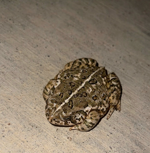 Woodhouse's Toad observed by carsonagould