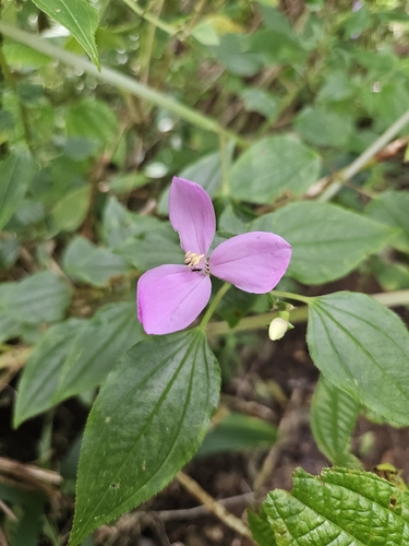 Arthrostemma ciliatum, 2026-10-14