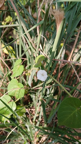 Ipomoea biflora observed 2026-10-15