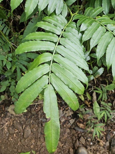 Angiopteris evecta observed 2026-10-14