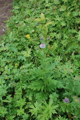 Cirsium kamtschaticum