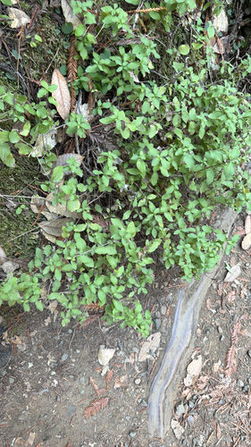 Whipplea modesta observed 2026-10-03