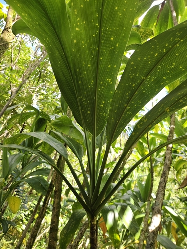 Cordyline fruticosa observed 2026-10-14