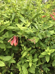 Lonicera sempervirens sempervirens