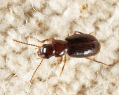 Acupalpus hydropicus