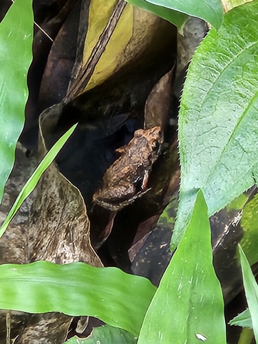 Eleutherodactylus planirostris observed 2026-10-14