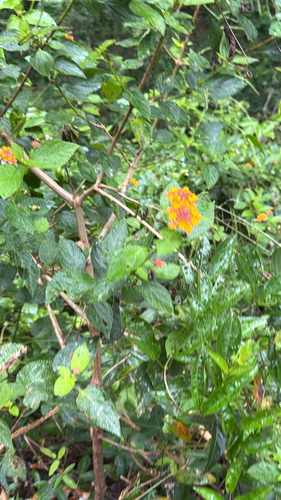 Lantana camara observed 2026-09-26