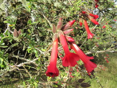 Cantua buxifolia
