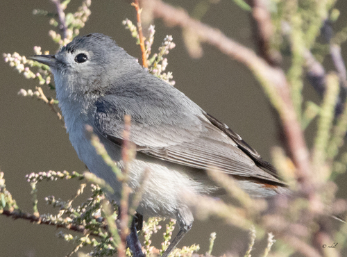 Lucy's Warbler
