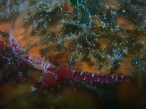 Pododesmus macrochisma, 2026-10-14
