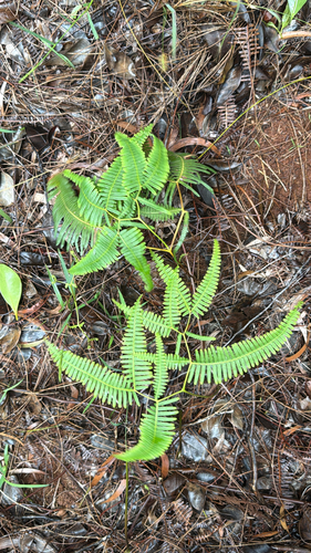 Dicranopteris linearis observed 2026-09-25