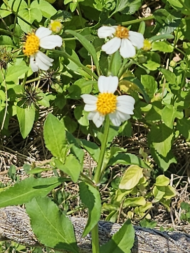 Bidens pilosa observed 2026-10-14