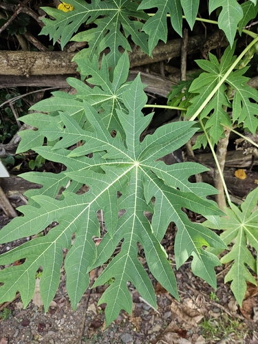 Carica papaya observed 2026-10-14