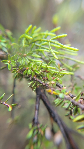 Korthalsella salicornioides observed 2026-10-15
