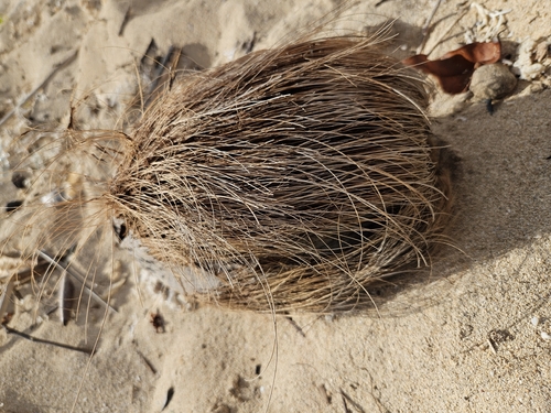 Cocos nucifera observed 2026-10-14