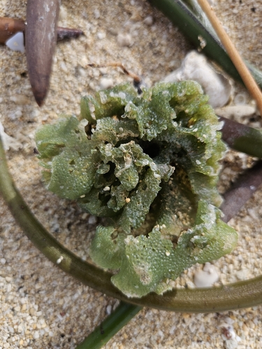 Dictyosphaeria observed 2026-10-14