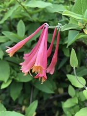 Lonicera sempervirens sempervirens