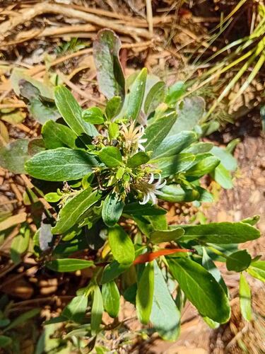 Scaevola montana observed 2026-09-17