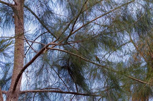 Casuarina collina observed 2026-09-17