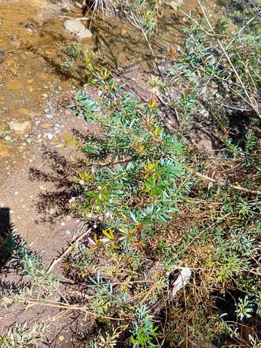Pancheria elegans observed 2026-09-17