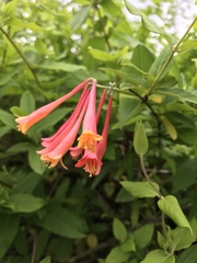 Lonicera sempervirens sempervirens