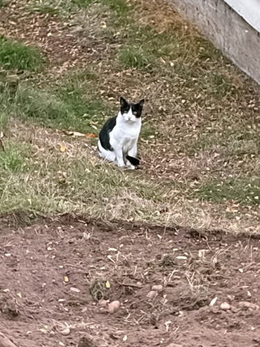 Domestic Cat