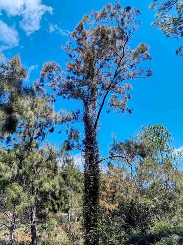 Casuarina collina observed 2026-09-17