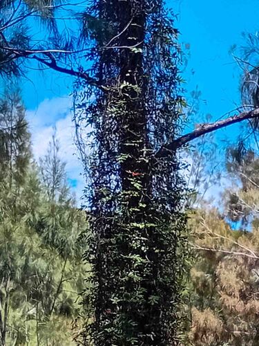 Lygodium reticulatum observed 2026-09-17
