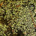 Spirodela polyrhiza - Photo (c) Patrick Hacker, algunos derechos reservados (CC BY), subido por Patrick Hacker