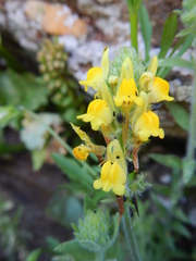 Linaria saxatilis