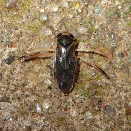 Corisella edulis