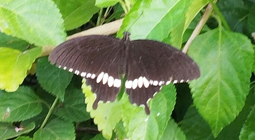 Common Mormon Swallowtail