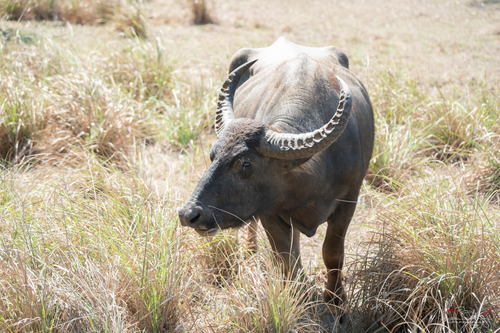 Wild Water Buffalo