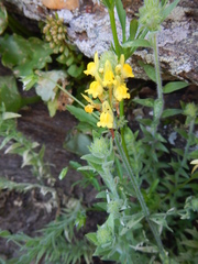 Linaria saxatilis
