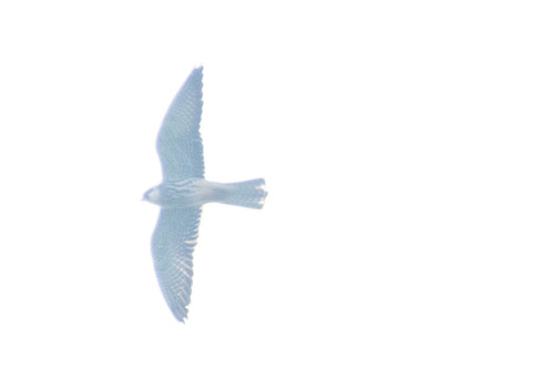 iNaturalist image