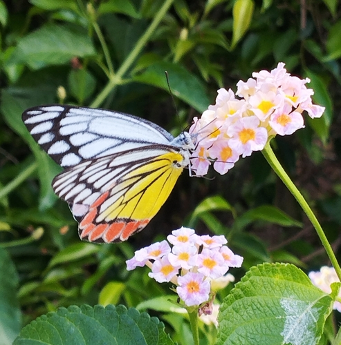 Common Jezebel