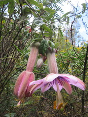 Passiflora pinnatistipula