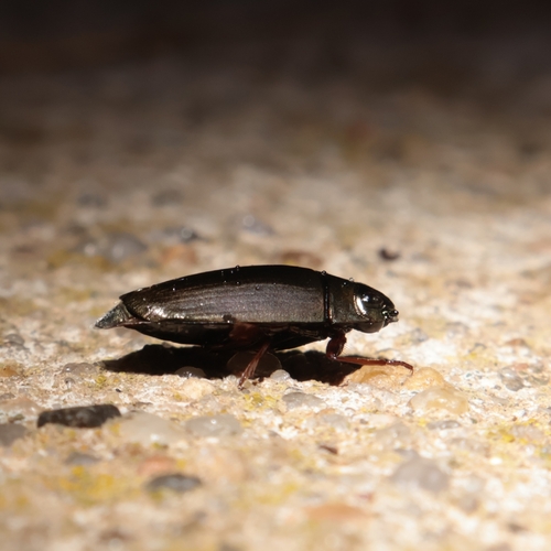 Dineutus