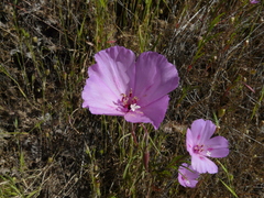 Clarkia gracilis sonomensis