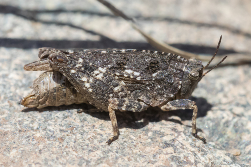 Nomotettix cristatus (Scudder, 1862)