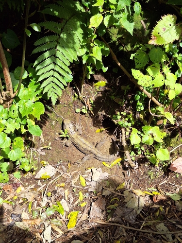 Sphenodon punctatus observed 2026-10-15