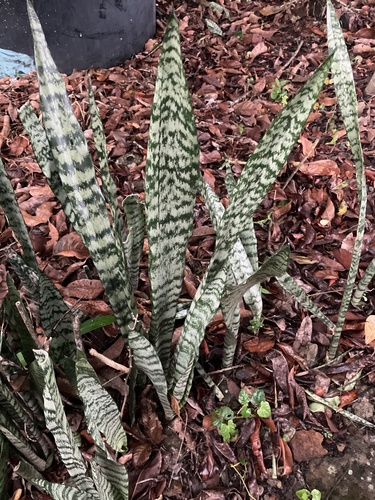 Dracaena trifasciata observed 2026-10-13