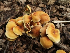 Agaricales