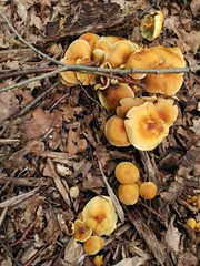 Agaricales