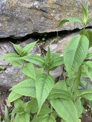 Monarda didyma